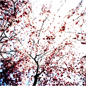 Bild 18. Träd. Variation i färg.