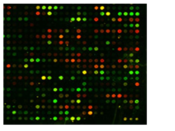 Mikromatris (Microarray, DNA-chip) 1. Applicera arvsmassa på plattan 2. Låt inmärkt DNA eller RNA binda in 3.