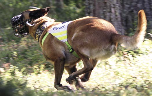 Polishunds-SM allt var tiden, 15 minuter, något som kom att avgöra. Många hann helt enkelt inte fram till sista figuranten som låg i slutet på vänstersidan.