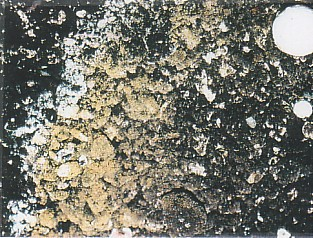 Sid 10 (16) Torvmögel Botrytis crystallina (Sällan förekommande i dag) Symptom: Om det kort tid efter torvtäckningen kan iakttagas ett fint dunigt, silvervitt mycelium fläckvis ovanpå täckjorden så