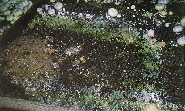 Sid 8 (16) Läppstiftsmögel Sporendonema purpurascens (Ovanlig i dag) Svampen ses som små vaddaktiga fläckar eller beläggningar i hål eller knölar på täckjordytan.