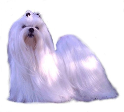 HELHETSINTRYCK. Maltesern skall vara en liten hund med långsträckt kropp, täckt med mycket lång, vit päls. Den skall vara mycket elegant med stolt och förnäm huvudhållning.