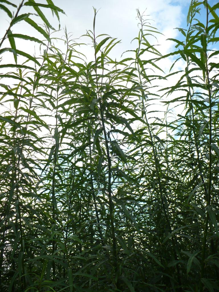 salix