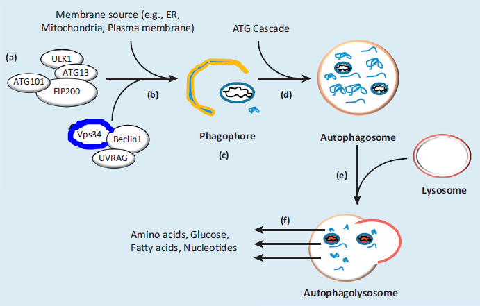 Central biologisk funktion som antas gynna hälsa och långt liv Självförtärande genom autofagi är en central biologisk funktion som antas gynna hälsa och långt liv. Men endast till en viss gräns.