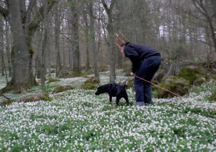 Spår för aktivering En aktiveringskurs för dig som vill lära din hund att följa ett personspår. anpassas individuellt efter varje ekipage och är ej tävlingsinriktad.
