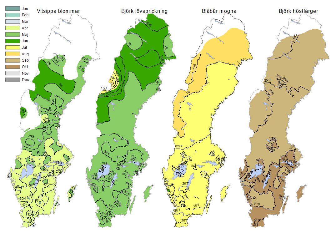 Med ett så här omfattande material som grund är det möjligt att konstruera fenologikartor, exempelvis heltäckande kartor som visar hur medeldatum för en fenologisk fas varierar över geografin (Figur