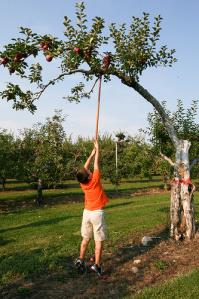 Fastbränsle är vår största energbärare: Men är alla low hanging fruits redan plockade?