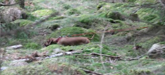 Hundaktivitet - Viltspår För dig i årskurs 4 och upp till 18 år gärna tillsammans med vuxen Har Du hund? Vill Du se Din hund göra något nytt och fantastiskt roligt?