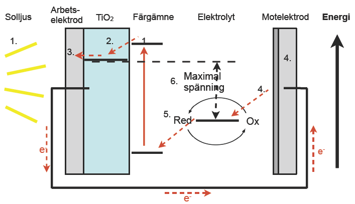 Vad händer i cellen? 1. Infallande solljus absorberas av ett färgämne. Energin i det absorberade ljuset exciterar elektronerna i färgämnet till en energetiskt högre nivå. 2.