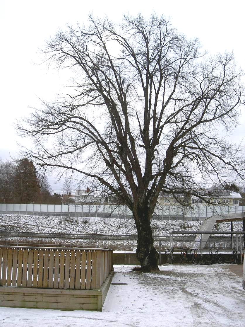 Ett träd av dessa sju stora träd (träd nr 5, lind) är placerad på ett sådant ställe att den bedöms kunna stå kvar under och efter ombyggnationen.