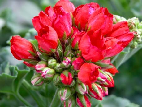 Tulpanpelargoner Tulpanpelargonen introducerades i USA 1966 av Robert och Ralph Andrea som hittade dessa sorter i olika Fiat-sorter. Först 20 år senare introducerades de i Europa.