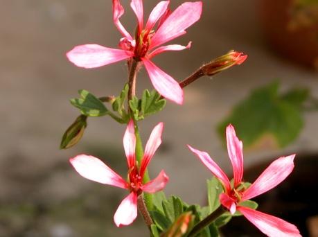 Rober s Lemon Rose * Ernest Rober Stark doft av ros och citrus. Små lavendelfärgade blommor med mörkare ådring. Kallas ibland för Tomatgeranium på grund av att bladverket liknar tomatbladens.