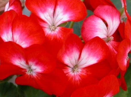 Unika Zonalpelargoner Dessa sorter skiljer sig från de vanliga zonalpelargonerna. De har väldigt vackra blommor och varierande växtsätt. I denna grupp finns klassiker som t.ex.