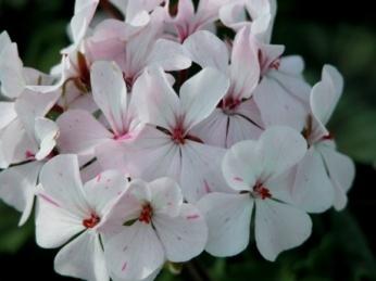 Liknar Great Bricett, men är något kraftigare i växten. Mrs JJ Knight * Enkla vitrosa blommor med cerise prickar i mitten av blommorna. Kraftigväxande, mycket läcker!