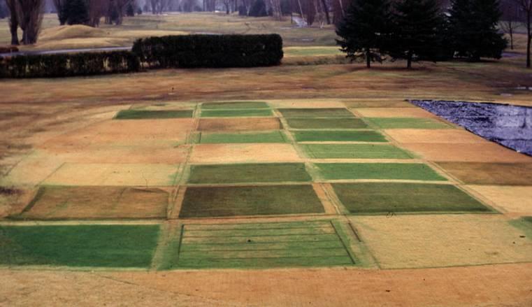 Spring turfgrass visual quality Influence by soil temperature Spring turfgrass quality immediately after cover removal