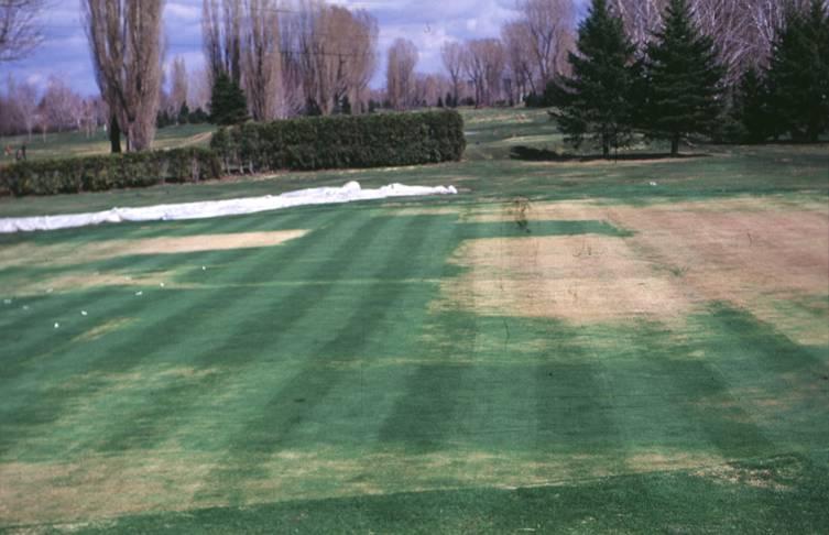 Spring turfgrass quality 36 days after winter protection removal 5 cm air Curled