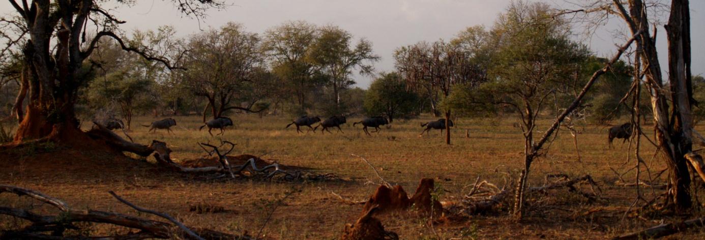 AFRICAN ADVENTURE AB Grimmeredsvägen 18