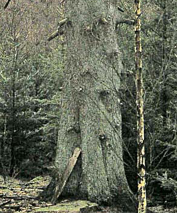 En av brädorna står ännu lutad mot stammen I granen brukade den skicklige jägaren Gunnar Nilsson sitta på pass. Gunnar var född 1893 och äldste son på en gård i Torup. Men bonde blev han inte.