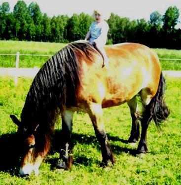 LUKAS Är en nordsvensk brukshäst med många talanger och rävar bakom öronen. Himla livsglad och positiv och det stora formatet till trots emellanåt väldigt liten och ängslig.