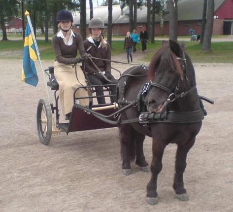 WKS LEDDE DEFILERINGAR I PONNYTRAV När Värmlands ponnytravsällskap den 12 september arrangerade svenskt 5-års mästerskap för kat A och B var Isabelle