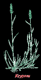 Engelskt rajgräs Engelsk rajgräs (bild på sida 32) (Lolium perenne L.) är ett slitstarkt gräs som klara torka och är sjukdomståligt (McCarty 2011, sid 36).