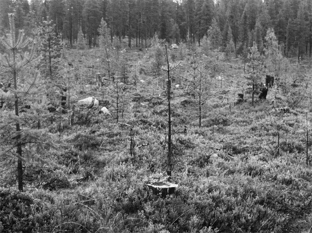 Ekonomiska konsekvenser på Holmströms fastighet Figur 13.12. Rune Holmström har tagit upp ett kalhygge för tio år sedan i närheten av de beskrivna provytorna.