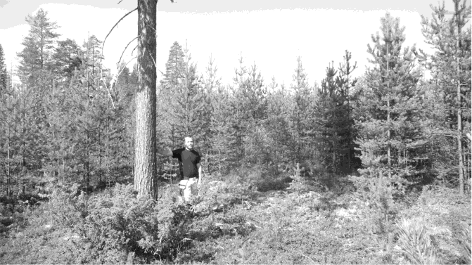 Konkurrensens räckvidd Figur 3.07. Anders Lundholm bredvid en frötall på sin mark i mellersta Västerbotten, latitud 65 ca 150 möh. Tallen har skapat en lucka med ca 5 m radie i ungskogen. Figur 3.08.