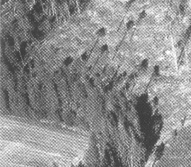 Figur 8.07. Bredden på den stormfasta trädridån i åkerkanten är en knapp trädlängd, dvs. 10-20 m.