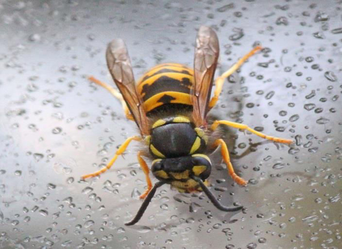 Vanlig geting med ankaret på munskölden och tysk geting med en prick. Rödbandad geting Vespula rufa Känns lätt igen på det röda bandet längst fram på bakkroppen. Den gillar mager barrskog.