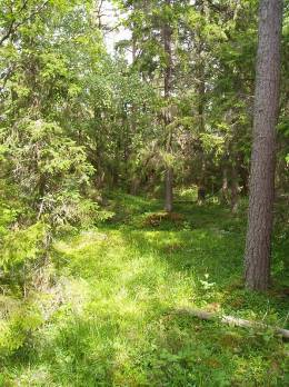 gräsvegetation dominerar. I utredningsområdet förekommer allt från primärskogar, dvs.