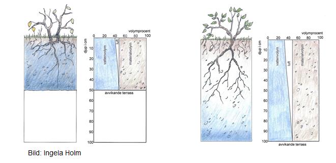 Hos jordar med lägre bindningsförmåga (sand och grusdominerade) kan redan en mindre grundvattensänkning minska mängden markvatten i det översta markskiktet.