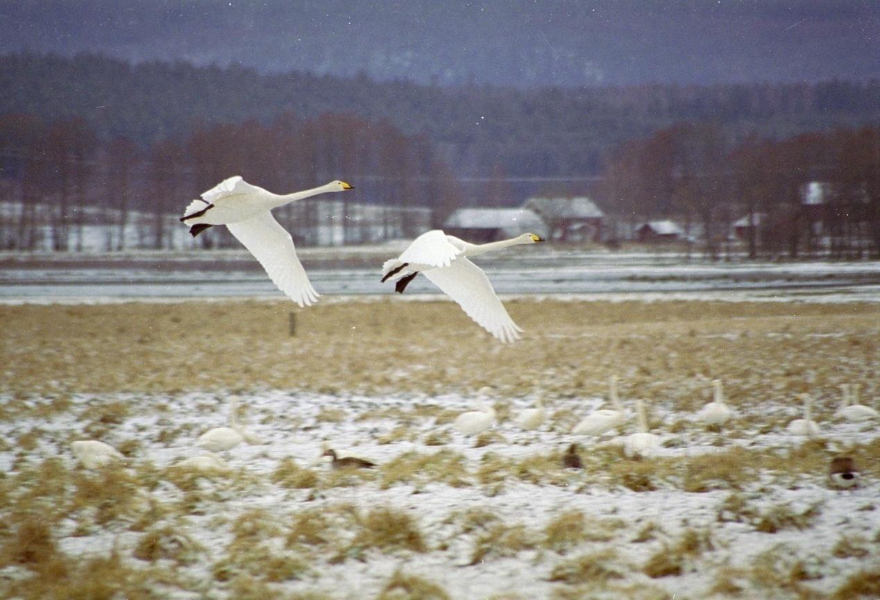 Flyger Svanen över Branschkraven?