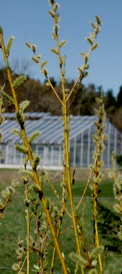 Syntesrapport över projektet Hög och uthållig biomassaproduktion från salix: integrering av