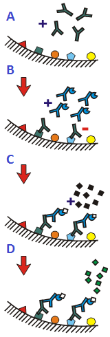 Metodiken för ImmunoCAP är av typen indirekt-elisa och beskrivs i sin helhet i figur 2. Figur 2. Schematisk figur över ImmunoCAP-teknologin. A.