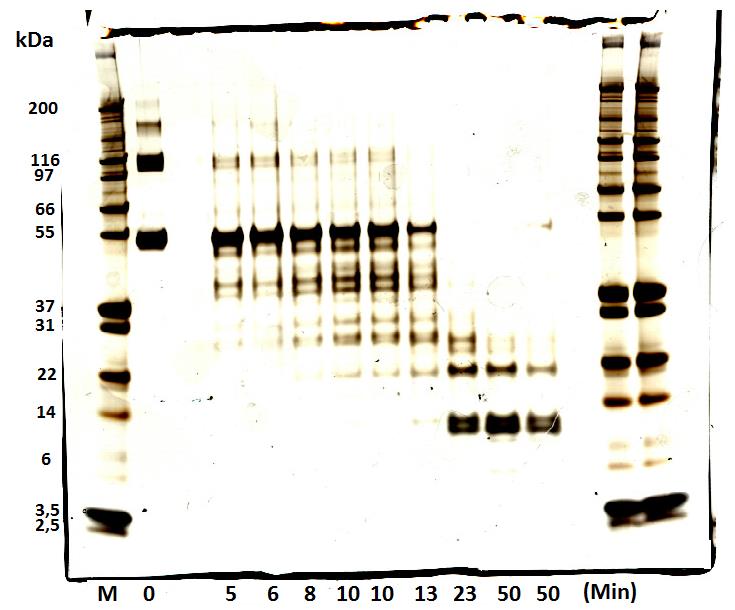 BSA pepsin-spjälkades även vid ph 3,0, för att undersöka om man kunde få fram en större mängd peptider under 31 kda (figur 13). Figur 13. Analys av BSA med SDS-PAGE.