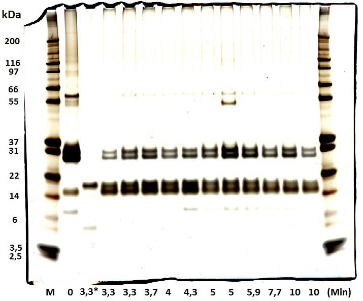 Figur 20. Analytisk gelfiltrering av pepsin-spjälkat kasein, med referens. Senare elueringstid innebär en mindre peptidstorlek. Amplituden av fraktionens högsta topp normaliserades mot referensen.