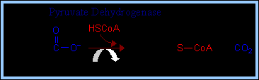 Fig 11 (34). Laktatdehydrogenas (LDH) katalyserar omvandlingen av laktat till pyruvat. Vid reaktionen bildas även NADH från NAD +.