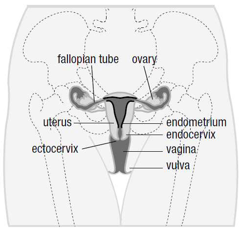 HPV-infektion, en etiologisk faktor i utvecklingen av cervixcancer From Comprehensive
