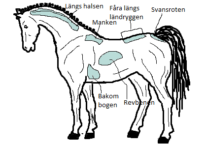 har därför valt att jämföra några olika metoder för hullbedömning på häst. I min jämförelse har jag försökt tänka på hur passande de olika metoderna är just för enskilda hästägare.