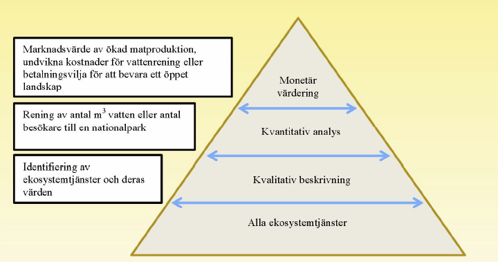 värdesätta monetärt då dessa ofta består av produkter och tjänster som det redan finns marknadspriser på. Bild 2. Värderingspyramid (Naturvårdsverket, 2012).