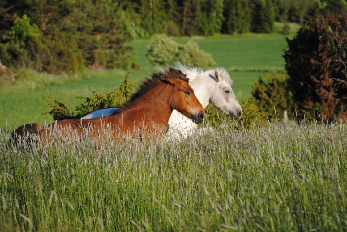 moderna samhälle, där stress och utbrändhet allt mer kommit att bli ett erkänt samhällsproblem (Norling, 2001). Här torde den vackra åländska naturen tillsammans med hästen ha stor potential.
