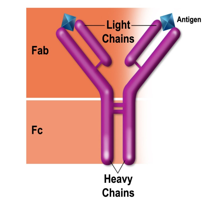 TEDEHOLM, H., SKOOG, B., HILLERT, J., RUNMARKER, B., STAWIARZ, L. & OLUF, A. (2007) [Early immunotherapy in MS reduces the risk of later disability.