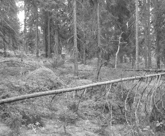 3 Bakgrund I dagens skogsbruk är det vanligt att en slutavverkning föregås av förrensning, vars syfte är att underlätta för skördarföraren.