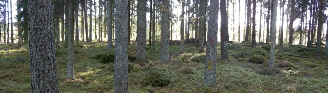 Figure 4. Picture from stand 343 (unknown Plot ID) at Remningstorp with some of the sample trees (coloured markings).