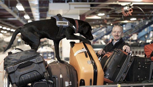Allan hans hund Goofy söker igenom bagage Nytt, fräscht bagage från utlandet, redo att
