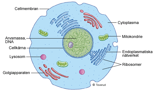Cellmembranet fungerar som en portvakt. En tunn hinna som släpper in ämnen som cellen behöver och släpper ut ämnen som cellen vill bli av med.