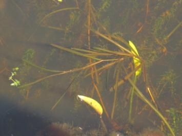 Spetsnate, Potamogeton acutifolius Beskrivning Spetsnate är en medelstor nateart som kan bli upp till en meter lång (Jacobson 2009). Stjälken är plattad.