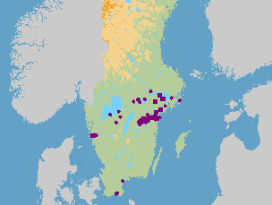 Bladen blir omkring en halv centimeter breda och har en tydlig spets (www.linnaeus.nrm.se). Snärpslidorna är 1,5 3 cm långa och öppna.