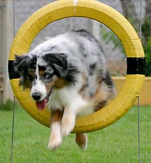 Agility Club Vasa