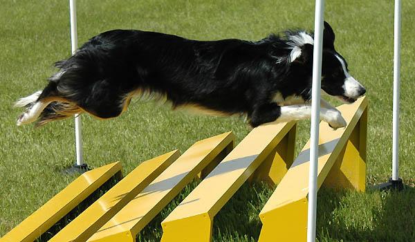 Agility en löpgren för hundar och deras ägare Vad kräver Agility av hundägarna? 1. Grunduthållighet - Du måste orka träna med din hund - Du måste hinna återhämta dig mellan olika lopp i tävlingar 2.